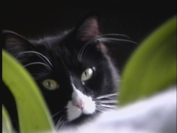 Fluffy Fluffy the Cat...not as innocent as she looks!