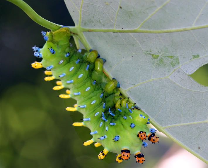 IMAGE: http://i15.photobucket.com/albums/a352/jholbrook/bug3.jpg