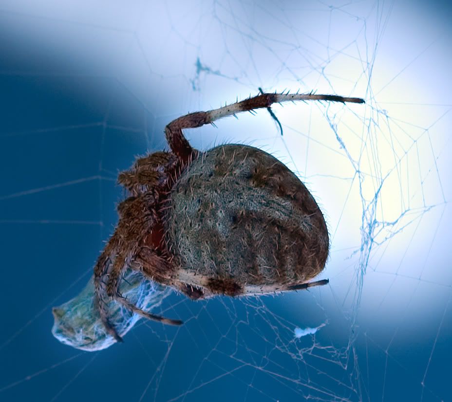 IMAGE: http://i15.photobucket.com/albums/a352/jholbrook/spider1.jpg