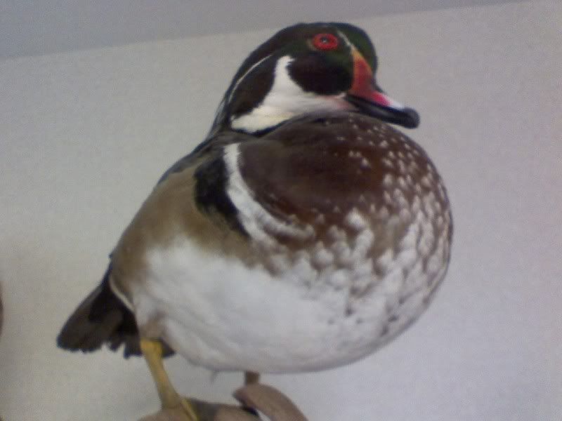 Looking For A Good Taxidermist Indiana Sportsman Your Indiana Hunting And Fishing Resource