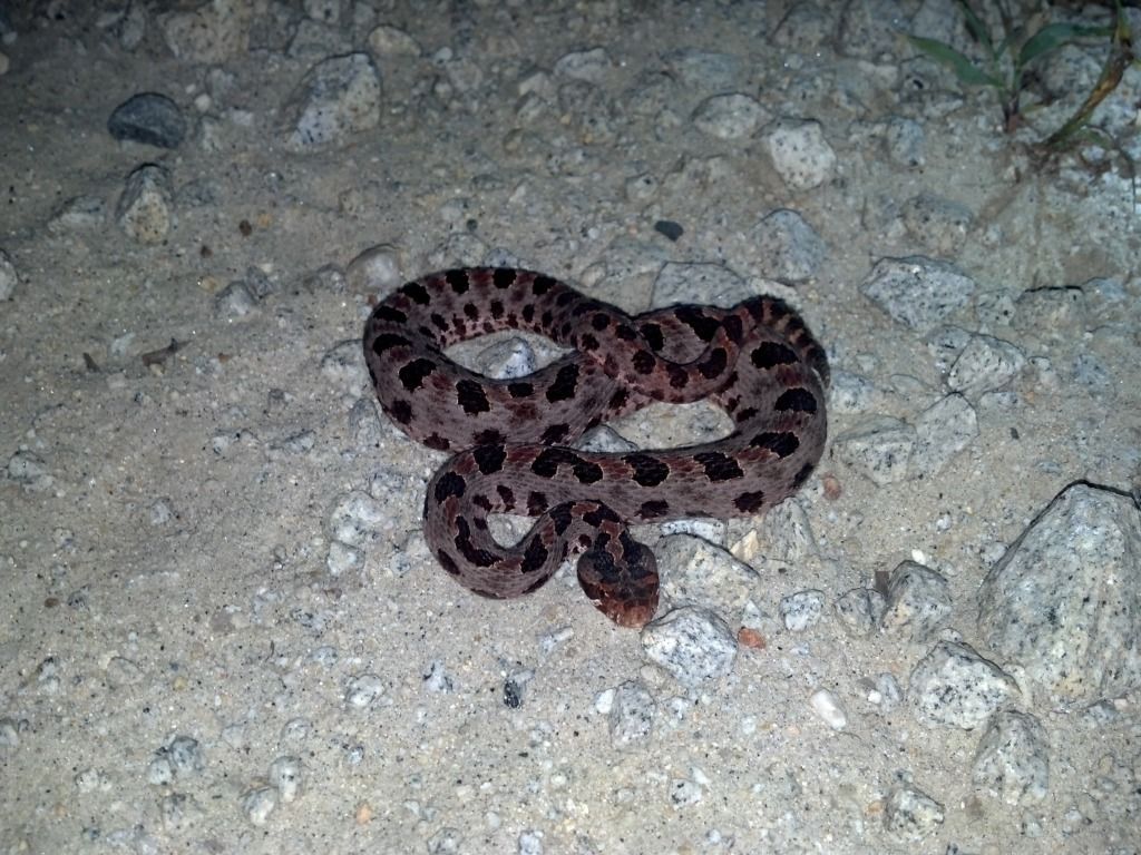 Georgia Snakes Pictures