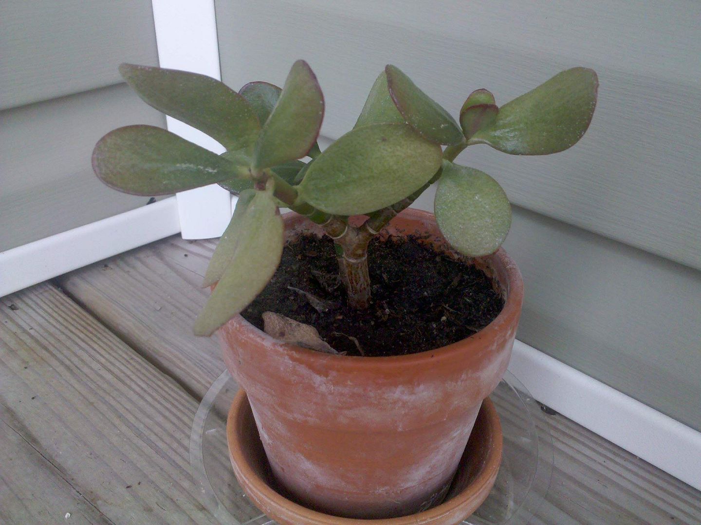 My Jade plant is dying! Help!? Yahoo Answers