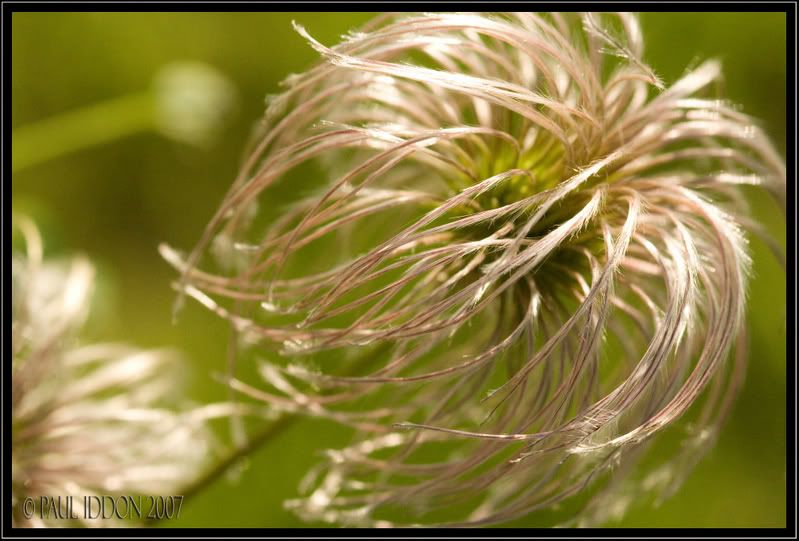 Clemseedhead001.jpg