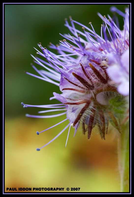 flowerhead.jpg