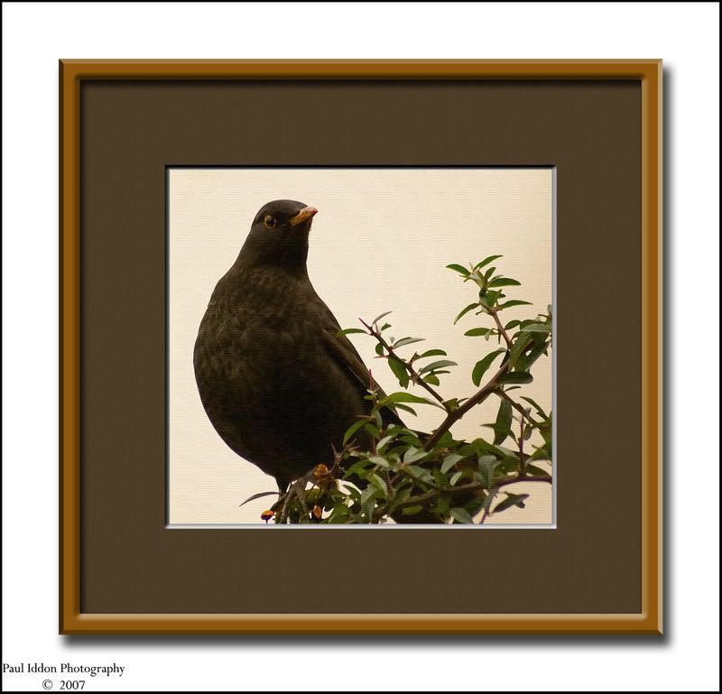 framedblackbird.jpg