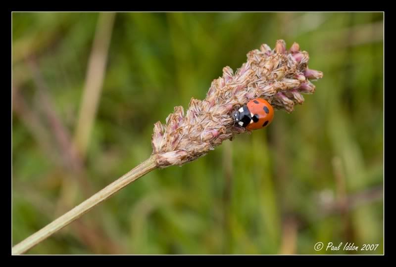 ladybird02.jpg