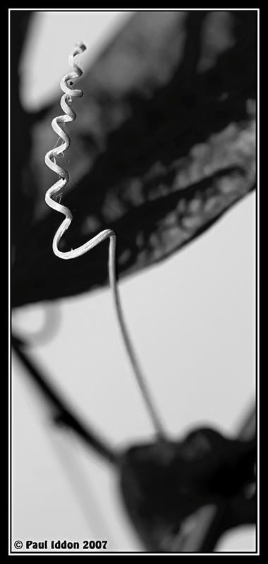 passiontendril02BW.jpg