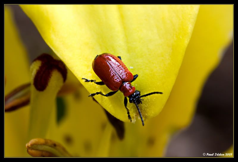 redbeetle.jpg