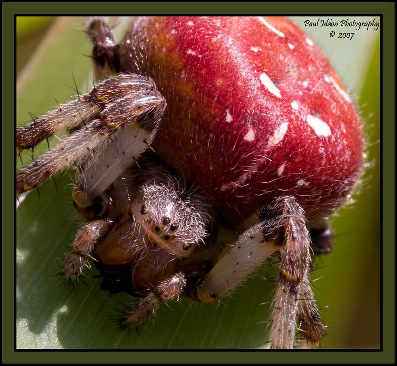 redspider3crop.jpg