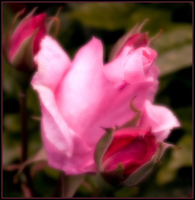 rose03-1.jpg