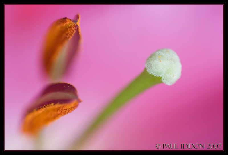 stamens01sig.jpg