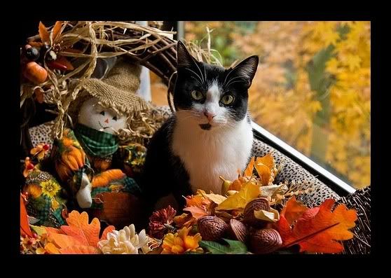 thanksgivingkitty