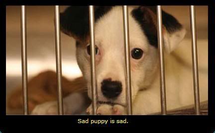 Puppy's deserve prison!