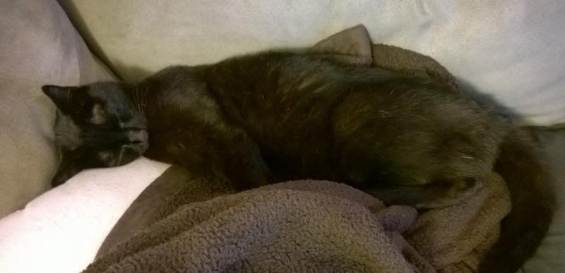 Sleeping Cat Sleeping Cat, black cat, human cat, caturday
