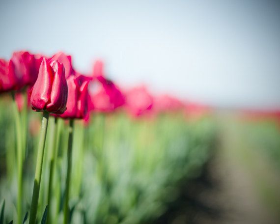 pink tulips, field of tulips, spring flowers