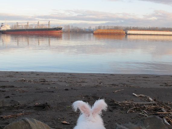 Bunny on the beach
