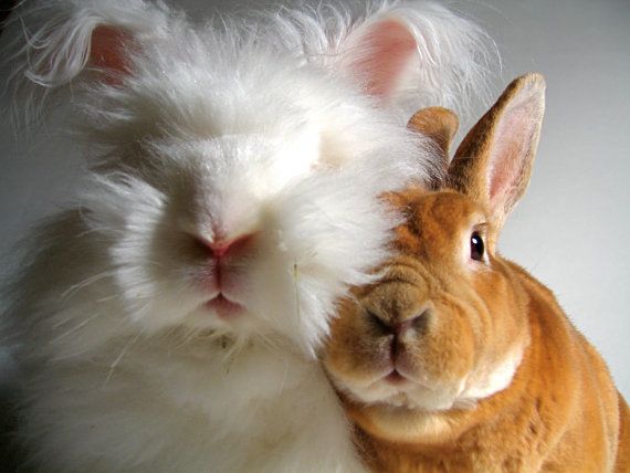 Bunny Rabbit Pet Photography