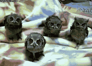 funny-gif-baby-owls-shaking-heads.gif