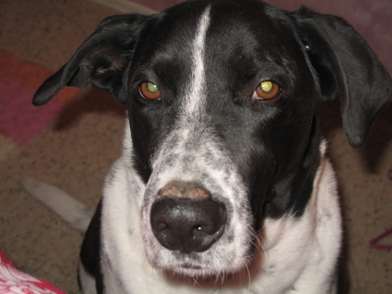 Autoimmune Disease &amp; Diabetes