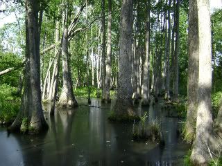 Natchez Trace swamp