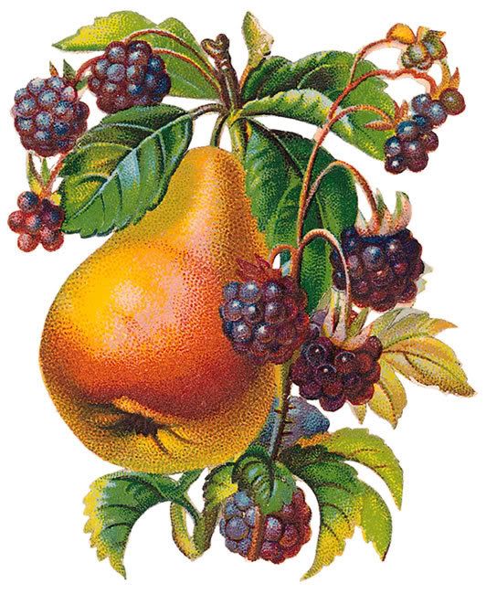 organic pears, nuts and berries