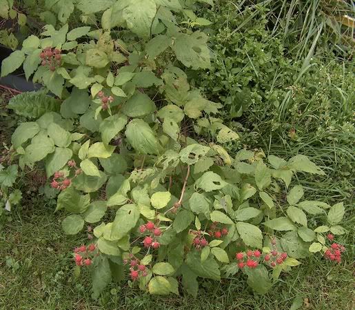 photo of my organic raspberries