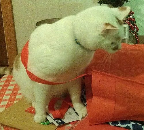 COLBYINBAG_zpsd0f2e480.jpg