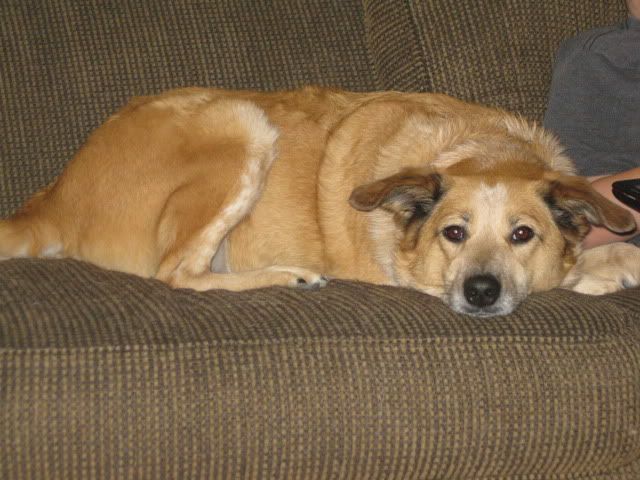 Re: Dog Lovers! Pet Lovers...etc...come chat it up! Re: Dog Lovers! Pet Lovers...etc...come chat it up!