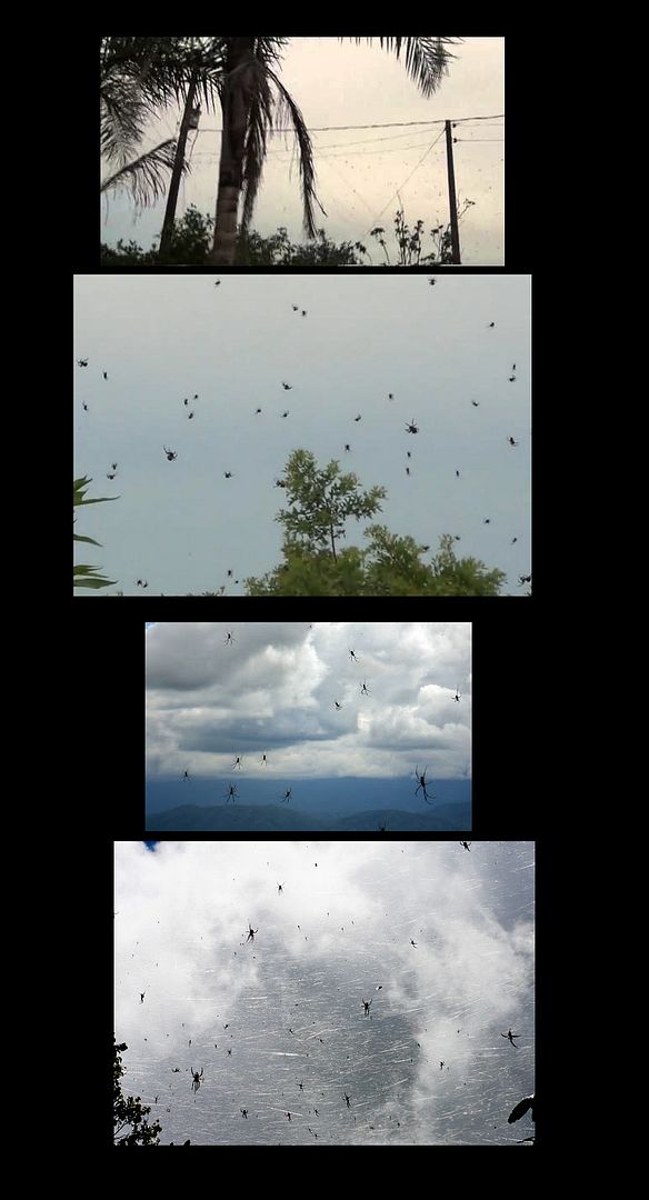  photo rainofspiders.jpg