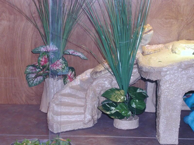 Gizmo�s New Home!! • Bearded Dragon . org