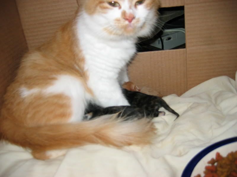 http://i15.photobucket.com/albums/a360/BobR_69/Pets/MommaCat.jpg