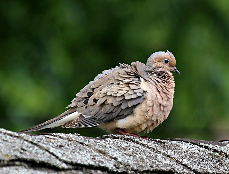 IMAGE: http://i15.photobucket.com/albums/a360/ZEDR2/IMG_0610.jpg