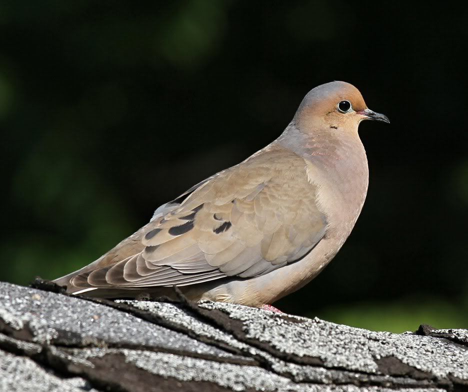 IMAGE: http://i15.photobucket.com/albums/a360/ZEDR2/IMG_0756.jpg