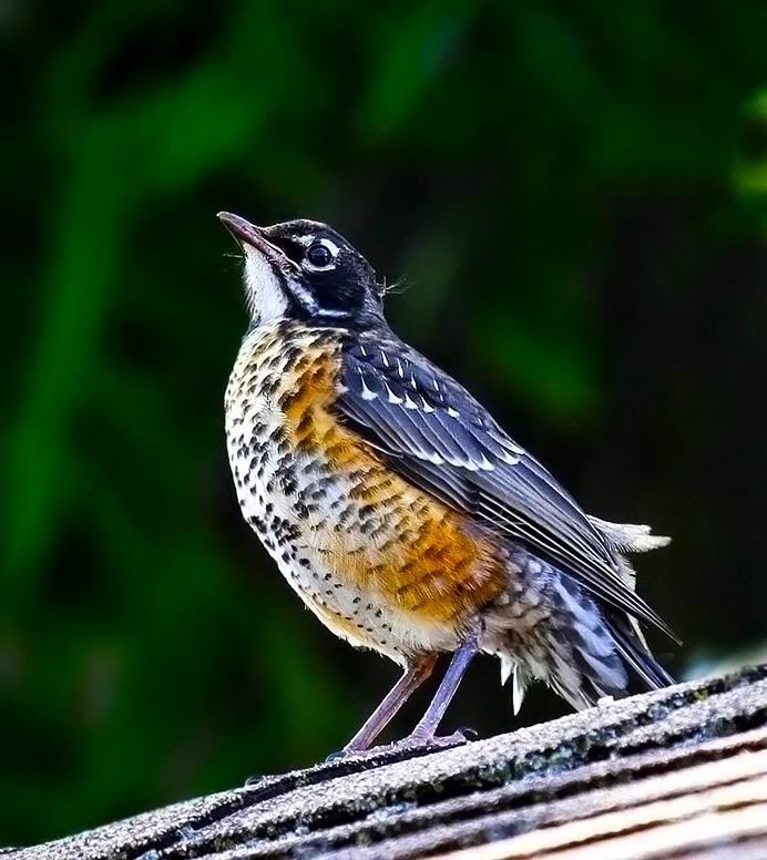 IMAGE: http://i15.photobucket.com/albums/a360/ZEDR2/IMG_0851.jpg