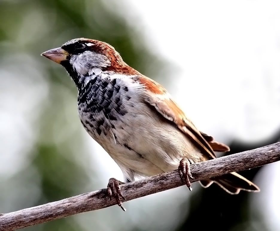 IMAGE: http://i15.photobucket.com/albums/a360/ZEDR2/IMG_3077.jpg