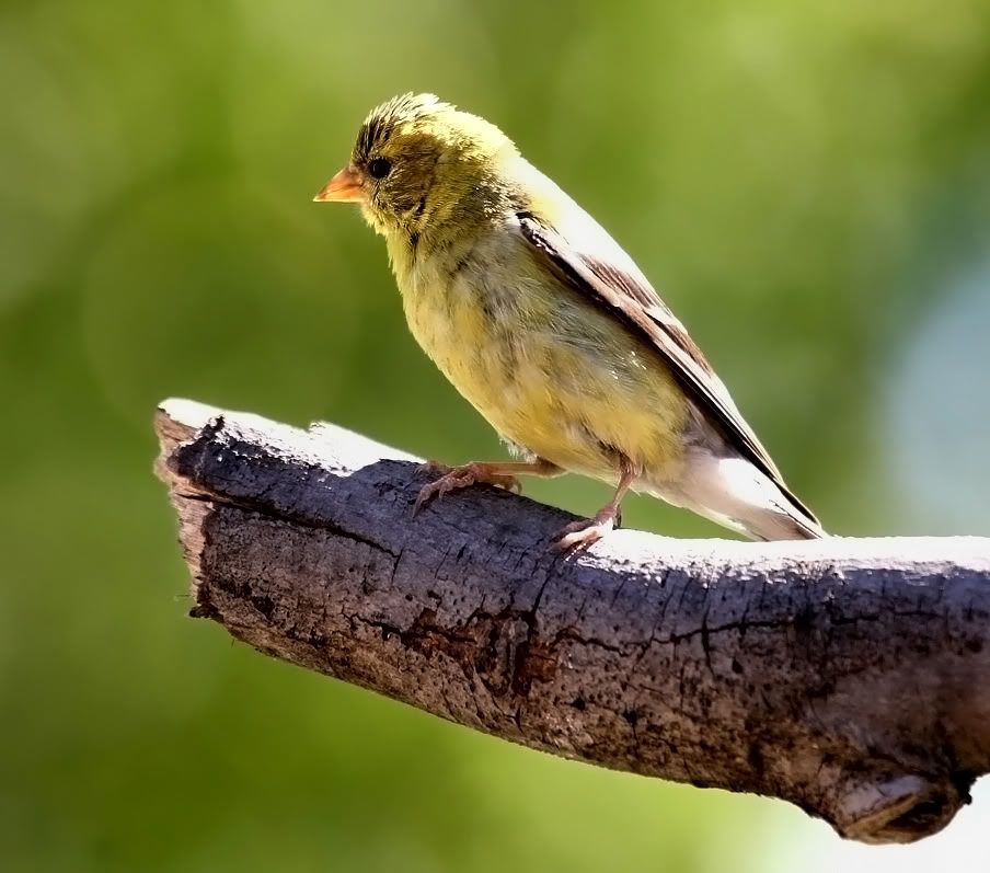 IMAGE: http://i15.photobucket.com/albums/a360/ZEDR2/IMG_3094.jpg