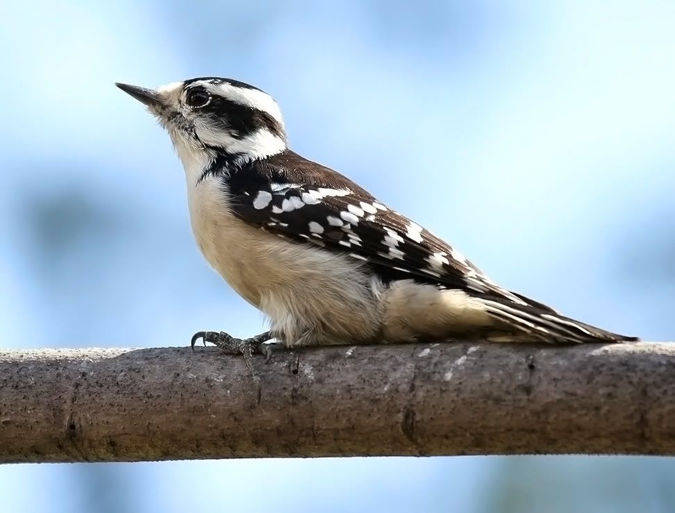 IMAGE: http://i15.photobucket.com/albums/a360/ZEDR2/IMG_3148.jpg