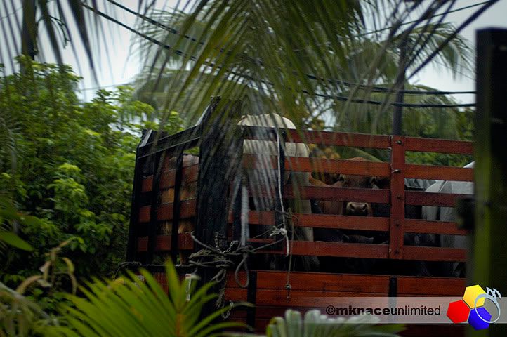 ©2010mknaceunlimited : Klik untuk melihat imej yang lebih besar