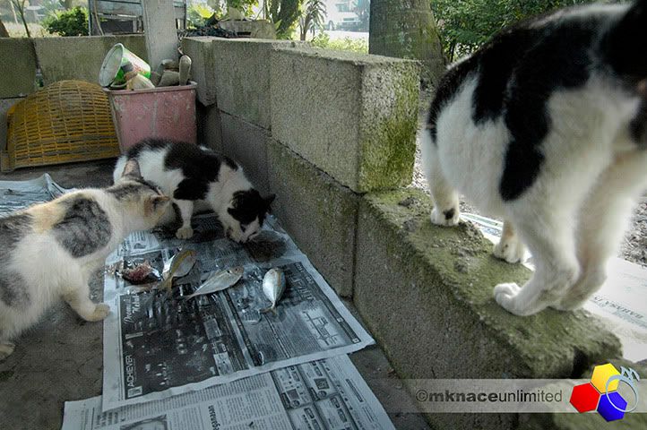 ©2010mknaceunlimited : Klik untuk melihat imej yang lebih besar