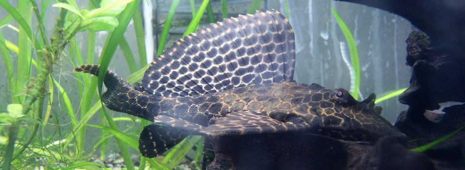 Pleco.jpg