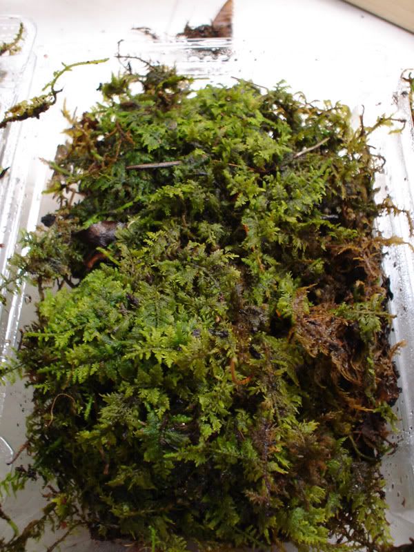 Moss For Sale 2 Types Dendroboard