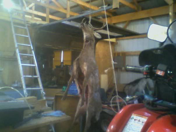 brandonsdeer.jpg