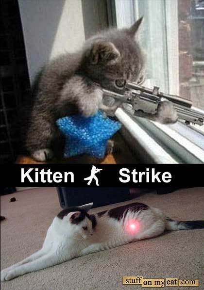 KittenStrike.jpg
