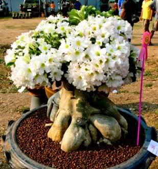 adenium obesum