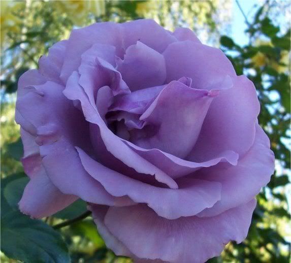 purple-rose-4.jpg?t=1259681871