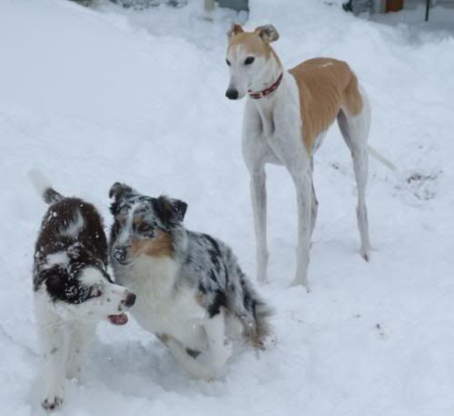 Aprilgirlssnow.jpg picture by agilehounds