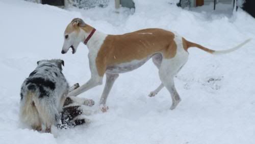 aprilwhitesnow.jpg picture by agilehounds