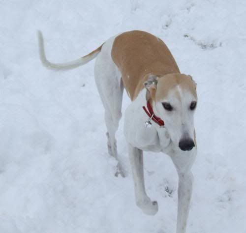snowdog.jpg picture by agilehounds