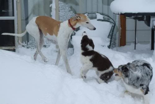 snowgirls.jpg picture by agilehounds
