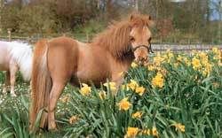 2001_02_falabella_01.jpg